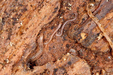 Gepunktete Schnurfüßer, Cylindroiulus punctatus