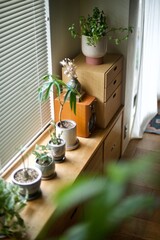 窓辺に並べた観葉植物の鉢