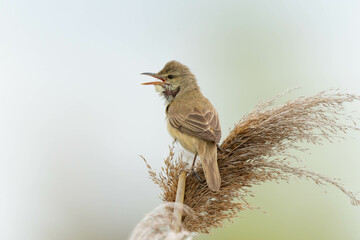 温い風に吹かれるオオヨシキリ