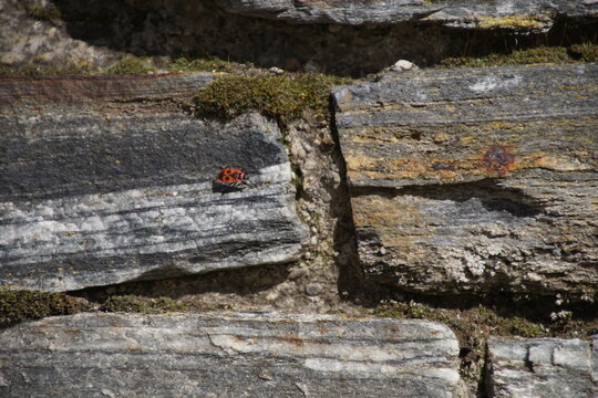 1517765104 Feuerwanze auf Gneis Natursteinmauer