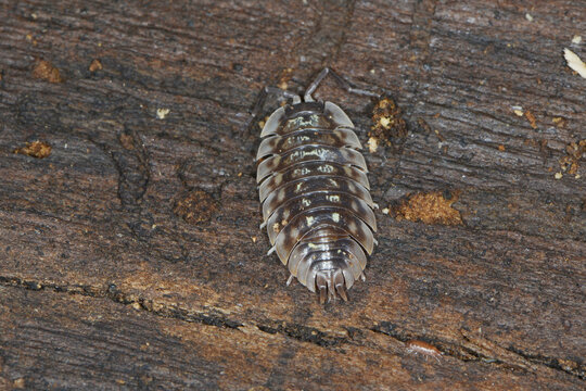 Mauerassel, Oniscus asellus