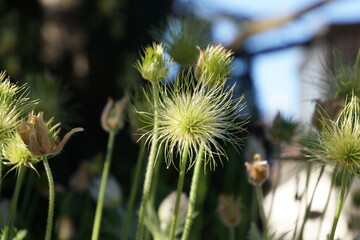 1517765505 Küchenschelle Knospe Pulsatilla