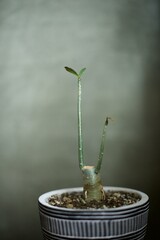 徒長して葉が少なくなったアデニウム