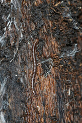 Gepunktete Schnurfüßer, Cylindroiulus punctatus