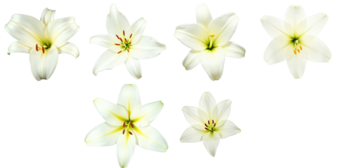 Collection of six white lily flowers displayed on a transparent background with varying bloom stages and perspectives showcasing petal details and color variations