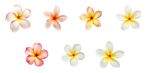 Variety of Frangipani or Plumeria Flowers in Different Colors Isolated on transparent Background with Clipping Path for Graphic Use