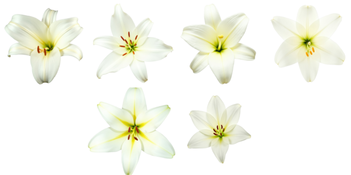 Collection of six white lily flowers displayed on a transparent background with varying bloom stages and perspectives showcasing petal details and color variations