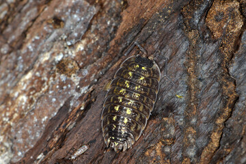 Mauerassel, Oniscus asellus