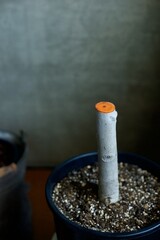 太い幹を剪定して癒合剤を塗ったフィカス