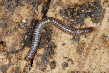Tausendfüßler,  Cylindroiulus sp. (boleti)