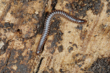 Tausendfüßler,  Cylindroiulus sp. (boleti)