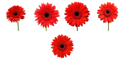 Collection of bright red gerbera daisies arranged with varying orientations on a transparent background, macro photography highlighting flower detail and color vibrancy.