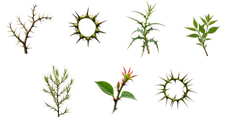 Crown of thorns plant varieties displayed on a transparent background featuring different thorny stems and leafy branches in various shapes and sizes