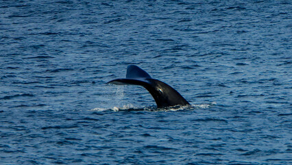 Fototapeta premium Southern right whale tail