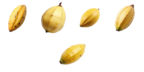 Cocoa pods arranged on a transparent background isolated from any distractions displaying their distinct yellow color and texture with visible speckles and natural imperfections