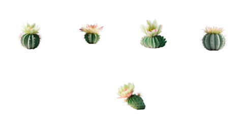 various types of cactus plants with flowers isolated on transparent background arranged in different positions for botanical design elements