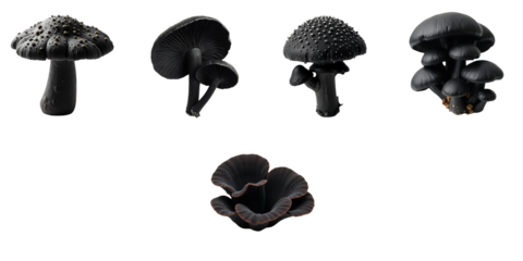 various transparent fungal species isolated on transparent background arranged artistically showcasing distinct shapes and textures with detailed surfaces