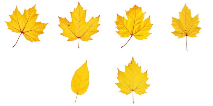 six yellow autumn leaves of various shapes and sizes isolated on transparent background displaying distinct textures and details of leaf veins and edges
