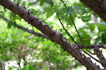 Close-up of Silk Floss Tree thorn trunk