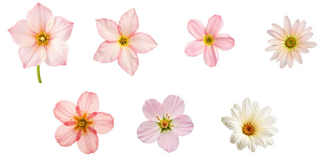 variety of blossoms featuring pink and white flowers arranged on a transparent background showcasing delicate petals and intricate details of floral structures