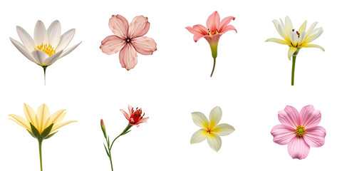Obraz premium Assortment of various flowers including white lily, pink lily, yellow water lily, cosmos flowers, and more isolated on transparent background with transparent backdrop.