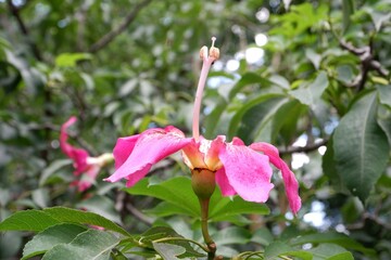 Close-up of pink flowers of Silk Floss Tree or Bombax.