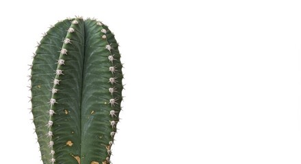 Naklejka premium Isolated Cereus Peruvianus Cactus on White Background for Graphic Design