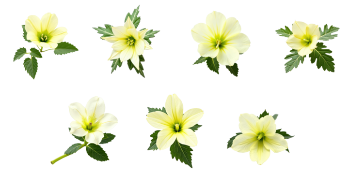 Cucumber flower and leaf arrangement on transparent background featuring multiple blooms and foliage in various positions for botanical illustration purposes