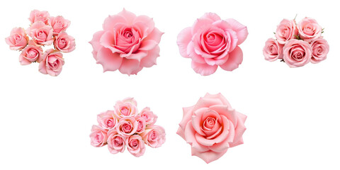 Collection of six pink rose flowers arranged on a transparent background featuring various sizes and angles of blooming petals in soft focus detail.