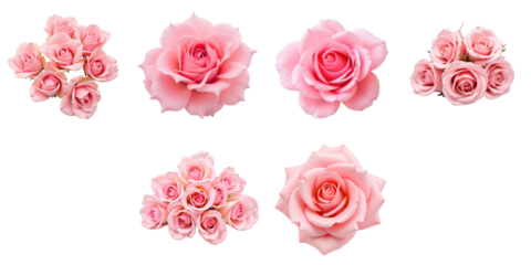 Collection of six pink rose flowers arranged on a transparent background featuring various sizes and angles of blooming petals in soft focus detail.