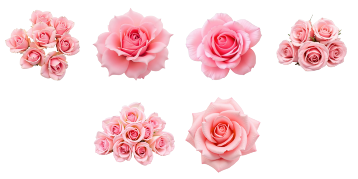 Collection of six pink rose flowers arranged on a transparent background featuring various sizes and angles of blooming petals in soft focus detail.