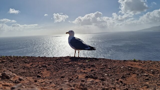 segull at the top of Ponta de S&atilde;o Louren&ccedil;o - Madeira