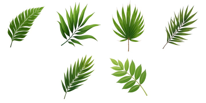 Coconut leaves and tropical foliage collection featuring six varieties of green palm leaves isolated on transparent background for seamless integration in design projects