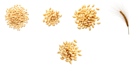 Close-up of assorted wheat grains and seeds displayed individually on a transparent background highlighting their texture and form in a minimalist arrangement