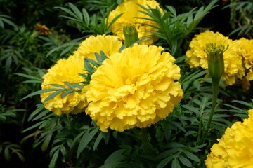 Yellow African Marigold flowers blooming in a public park.