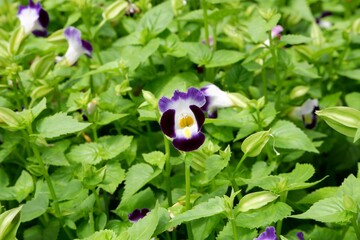 Obraz premium Wishbone flower or bluewings in the garden