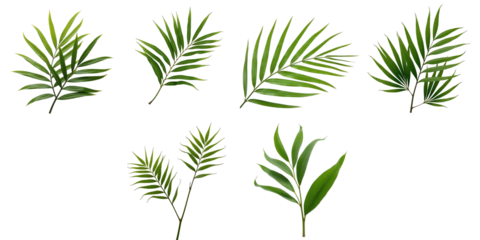 Collection of various coconut leaves on transparent background showcasing diverse shapes and textures of green foliage ideal for design and backgrounds