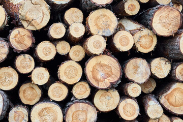 Piles logs of pine trees stacked in logging area texture. Deforestation and forest destruction...