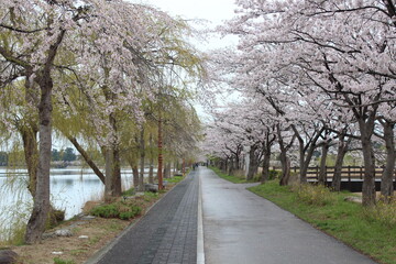 road in spring, cherry blossom, gangneung, kr