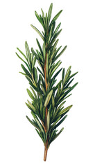 Fototapeta premium Rosemary sprig isolated on transparent background. PNG
