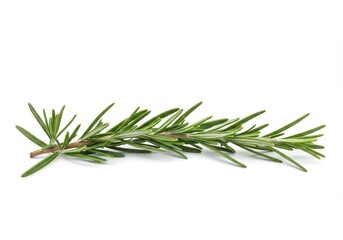 Fototapeta premium Fresh Rosemary sprig, vibrant green herb branch against a clean white backdrop