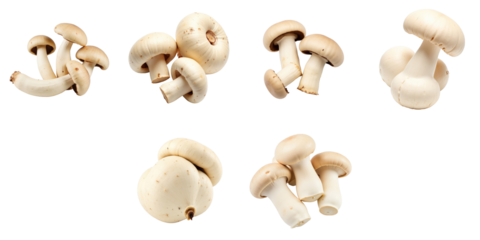 Fresh white mushrooms Agaricus bisporus displayed in various orientations isolated on a transparent background showcasing different sizes and shapes