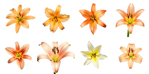 Obraz premium Collection of lily flowers featuring various colors and shapes arranged in a grid format, showcasing petals and stamens against a transparent background