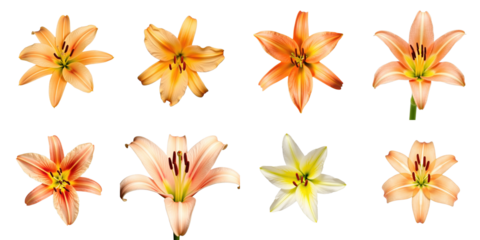 Collection of lily flowers featuring various colors and shapes arranged in a grid format, showcasing petals and stamens against a transparent background