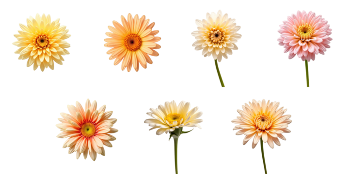 variety of chrysanthemum flowers in different colors isolated on a transparent background featuring seven distinct blooms with detailed petals and center designs