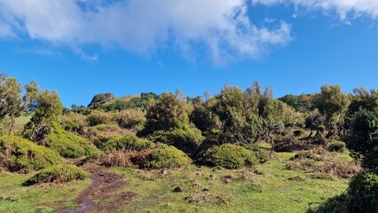 Fanal forest
A small plateau on the ER 209 road that connects the foothills of Pico Ruivo with Porto Moniz. An inconspicuous car park is on it, over 1100 m above sea level. This altitude keeps the who