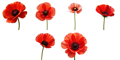 collection of vibrant red anemone flowers in various stages of bloom isolated on a transparent background for botanical or decorative use
