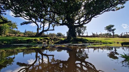 Fanal forest
A small plateau on the ER 209 road that connects the foothills of Pico Ruivo with Porto Moniz. An inconspicuous car park is on it, over 1100 m above sea level. This altitude keeps the who