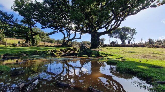 Fanal forest
A small plateau on the ER 209 road that connects the foothills of Pico Ruivo with Porto Moniz. An inconspicuous car park is on it, over 1100 m above sea level. This altitude keeps the who