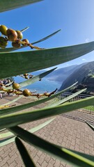 The coastal cliffs of Madeira Island offer breathtaking lookouts overlooking the vast Atlantic Ocean, where rugged rock formations meet endless blue waters. These viewpoints provide visitors with stun